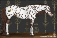 Horse Color:Liver Chestnut Appaloosa