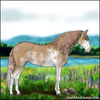 Horse Color:Red Dun Sabino 