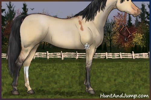 Horse Color:Bay Dun