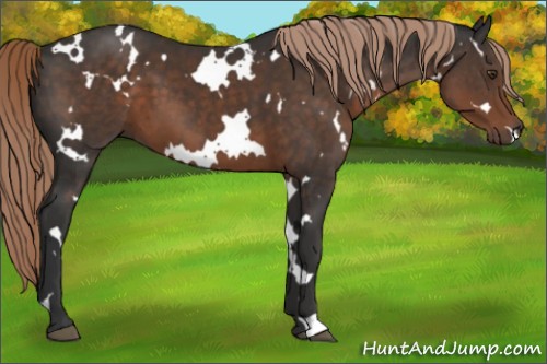 Horse Color:White Spotted Liver Chestnut 
