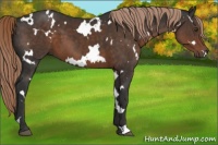 Horse Color:White Spotted Liver Chestnut 
