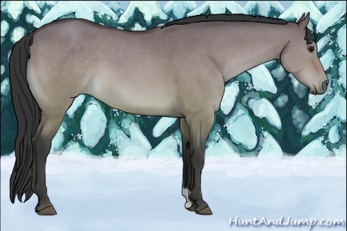 Horse Color:Bay Dun