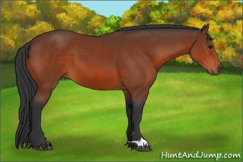 Horse Color:Brown 