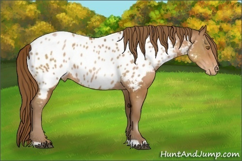 Horse Color:Brown Pearl Near Leopard 