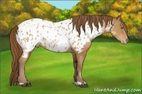 Horse Color:Brown Pearl Near Leopard 