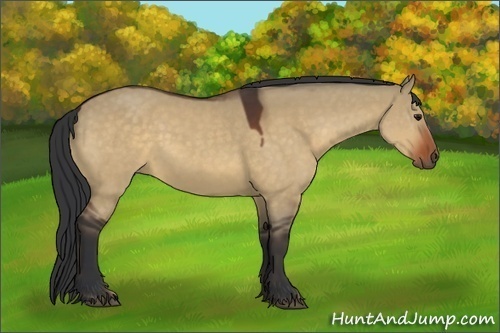 Horse Color:Brown Dun