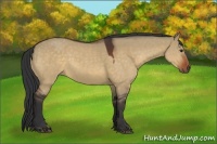Horse Color:Brown Dun