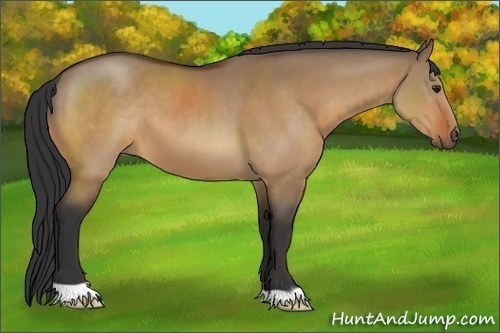 Horse Color:Bay Dun 