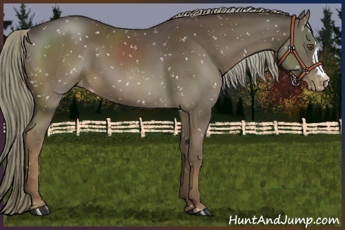 Horse Color:Liver Chestnut Mushroom Snowflake Varnish 