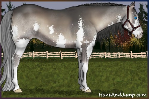 Horse Color:Blue Onyx Splash 