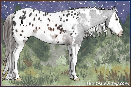 Horse Color:White Spotted Brown Splash Appaloosa 