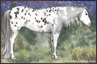 Horse Color:White Spotted Brown Splash Appaloosa 