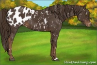 Horse Color:Liver Chestnut Appaloosa 