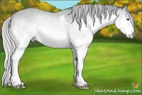 Horse Color:Silver Amber Champagne Chinchilla Splash