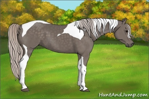 Horse Color:Silver Black Tobiano 