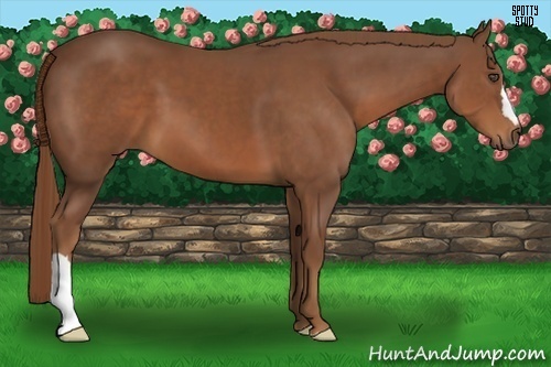 Horse Color:Chestnut 