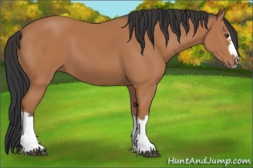 Horse Color:Bay Splash Frame