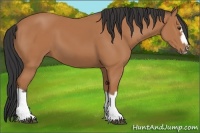 Horse Color:Bay Splash Frame