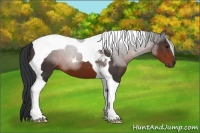 Horse Color:Brown Tobiano 
