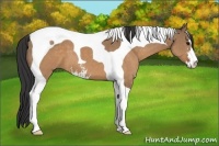 Horse Color:Brown Dun Sabino Tobiano