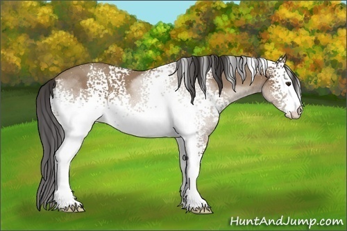 Horse Color:White Spotted Classic Champagne 