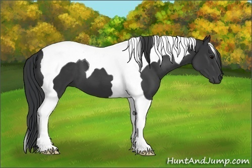 Horse Color:Black Tobiano 