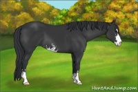 Horse Color:Black Sabino 