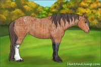 Horse Color:Bay Appaloosa  and Bay Appaloosa 