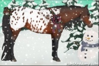 Horse Color:Bay Appaloosa 