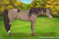 Horse Color:Black  and Classic Champagne 