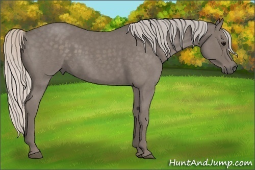 Horse Color:Silver Blue Roan 