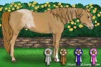 Horse Color:Chestnut Sabino