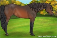 Horse Color:Brown 