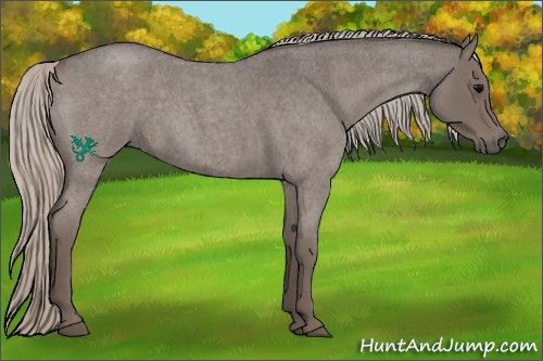 Horse Color:Silver Blue Roan 