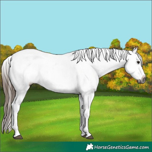 Horse Color:Gray White Spotted Bay Tobiano Varnish 