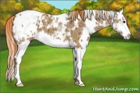 Horse Color:Watercolor White Spotted Chestnut Ice Splash Appaloosa 
