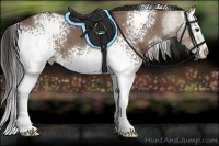 Horse Color:White Spotted Liver Red Dun