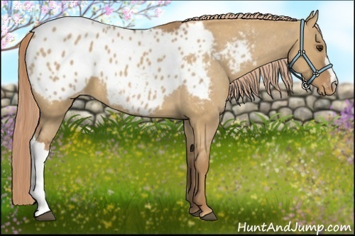 Horse Color:Red Dun Appaloosa 
