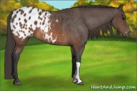 Horse Color:Brown Appaloosa 
