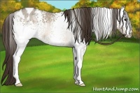 Horse Color:White Spotted Buckskin Roan Dun Appaloosa