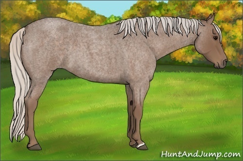 Horse Color:Silver Blue Roan 