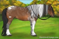 Horse Color:Bay Tobiano 
