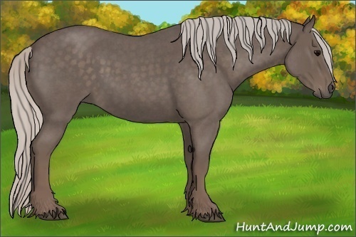 Horse Color:Silver Blue Roan 