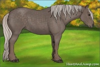 Horse Color:Silver Blue Roan