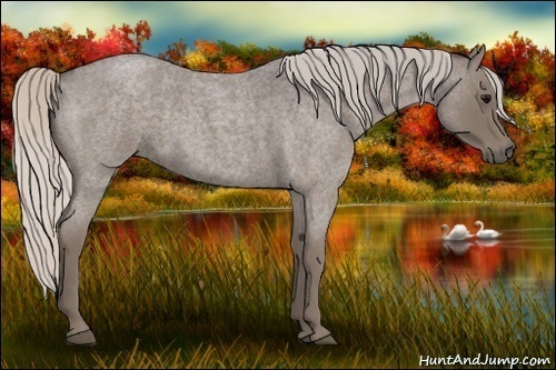Horse Color:Silver Blue Roan