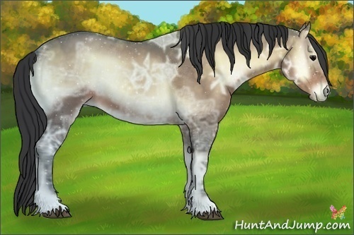 Horse Color:Bay Ice Onyx 