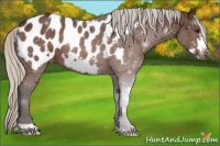Horse Color:Silver Brown Frame Appaloosa 