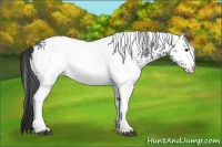 Horse Color:White Spotted Brown Ice Appaloosa