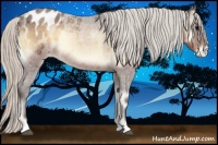 Horse Color:Silver Bay Roan Onyx Appaloosa
