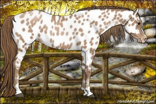 Horse Color:Black Pearl Sabino Near Leopard Rabicano